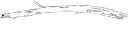 Driftwood kava & roastery logo